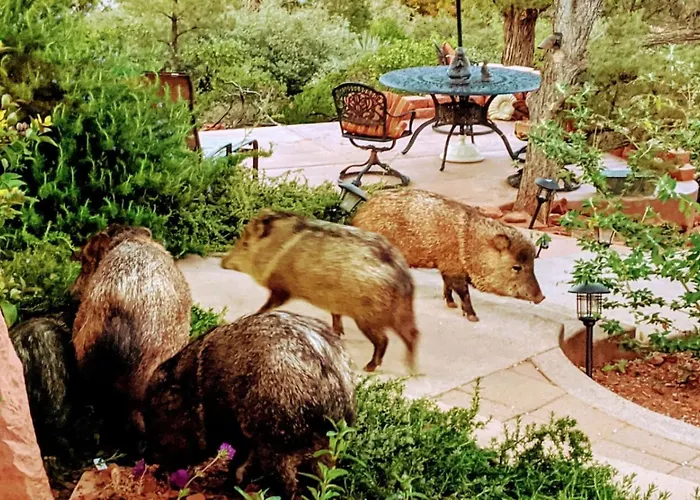 Casita In With Breathtaking Views, No Filters, Just Nature Sedona